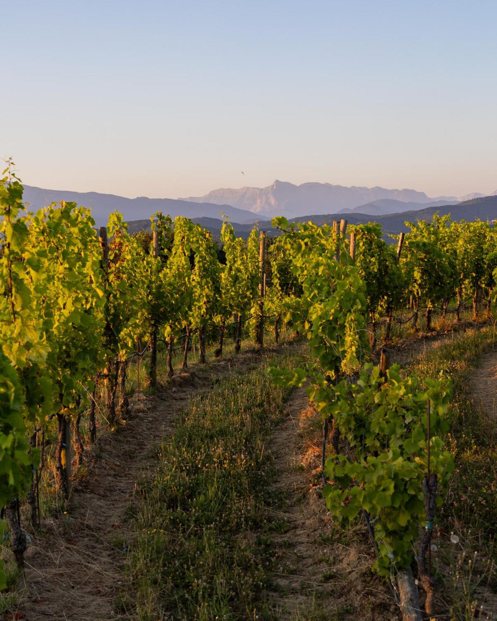 Tenuta Perusini Corno di Rosazzo Екстер'єр фото